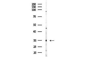 anti-Olfactory Receptor, Family 11, Subfamily A, Member 1 (OR11A1) (Internal Region) antibody