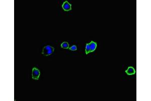 Immunofluorescent analysis of HepG2 cells using ABIN7174949 at dilution of 1:100 and Alexa Fluor 488-congugated AffiniPure Goat Anti-Rabbit IgG(H+L) (MYO1G antibody  (AA 209-389))