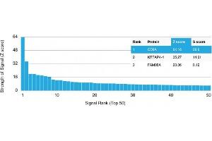 Analysis of Protein Array containing more than 19,000 full-length human proteins using CD8A Recombinant Mouse Monoclonal Antibody (rC8/468). (Recombinant CD8 alpha antibody)