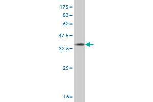 Western Blot detection against Immunogen (37. (GATAD2A antibody  (AA 26-134))