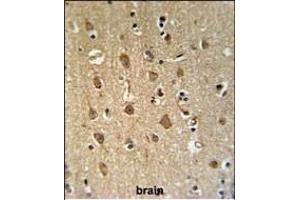 EN Antibody (Center) (ABIN651409 and ABIN2840220) IHC analysis in formalin fixed and paraffin embedded human brain tissue followed by peroxidase conjugation of the secondary antibody and DAB staining. (ENPP6 antibody  (AA 170-197))