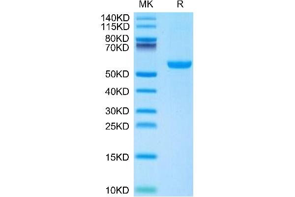 CD70 Protein (AA 45-195) (Fc Tag)