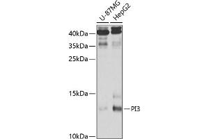 Western blot analysis of extracts of various cell lines, using PI3 antibody (ABIN6132804, ABIN6145588, ABIN6145590 and ABIN6221092) at 1:1000 dilution. (PI3 antibody  (AA 23-117))