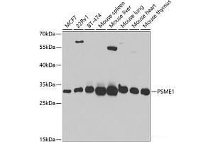 Western blot analysis of extracts of various cell lines using PSME1 Polyclonal Antibody at dilution of 1:1000.