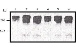 Western Blotting (WB) image for anti-Myc Proto-Oncogene protein (MYC) (AA 410-419) antibody (ABIN1105582) (c-MYC antibody  (AA 410-419))