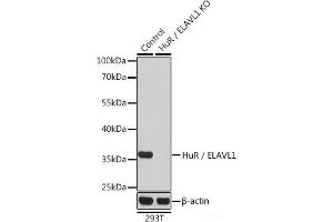 Western blot analysis of extracts from normal (control) and HuR / ELAVL1 knockout (KO) 293T cells using HuR / ELAVL1 Polyclonal Antibody at dilution of 1:1000. (ELAVL1 antibody)