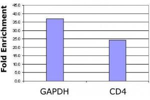 Chromatin Immunoprecipitation (ChIP) image for anti-Histone H2B (acLys120) antibody (ABIN2668336)