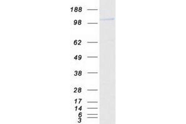 CC2D1B Protein (Myc-DYKDDDDK Tag)