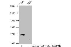 Western Blot Detected samples: A549 whole cell lysate, Untreated (-) or treated (+) with 30 mM sodium butyrate for 4h All lanes: HIST1H3A antibody at 1:100 Secondary Goat polyclonal to rabbit IgG at 1/50000 dilution Predicted band size: 16 kDa Observed band size: 16 kDa (HIST1H3A antibody  (acLys56))