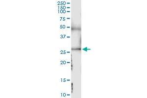 Immunoprecipitation of SDC4 transfected lysate using anti-SDC4 MaxPab rabbit polyclonal antibody and Protein A Magnetic Bead , and immunoblotted with SDC4 purified MaxPab mouse polyclonal antibody (B02P) . (SDC4 antibody  (AA 1-198))