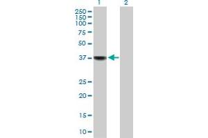 Western Blot analysis of BLVRA expression in transfected 293T cell line by BLVRA MaxPab polyclonal antibody.