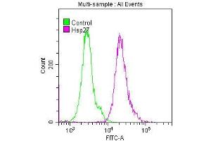 Overlay histogram showing Hela cells stained with ABIN7127557 (red line) at 1:50. (Recombinant HSP27 antibody)