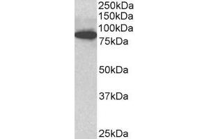 ABIN768579 (3µg/ml) staining of C57/B6 mouse CTL lysate (35µg protein in RIPA buffer). (ODF2 antibody  (Internal Region))