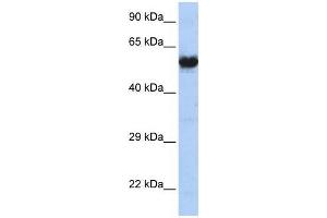 CHRNG antibody (70R-10544) used at 2. (CHRNG antibody  (N-Term))