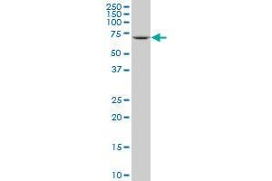 PIP5K1B antibody  (AA 201-310)