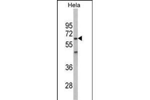 Western blot analysis of PK2 Antibody (Center) (ABIN6243027 and ABIN6578992) in Hela cell line lysates (35 μg/lane). (PRKAA2 antibody  (AA 265-294))