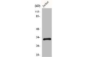 Western Blot analysis of COLO205 cells using HEI10 Polyclonal Antibody (CCNB1IP1 antibody  (C-Term))