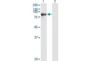 Western Blot analysis of STAT4 expression in transfected 293T cell line by STAT4 monoclonal antibody (M01), clone 1C2-1C12.