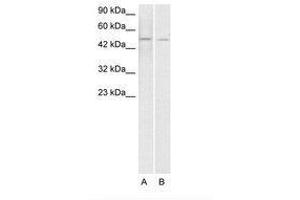 Image no. 1 for anti-ERG, ETS transcription factor (ERG) (AA 228-277) antibody (ABIN203153) (ERG antibody  (AA 228-277))