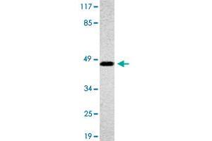 Western blot analysis of A-549 cell lysate with OR4A16 polyclonal antibody .