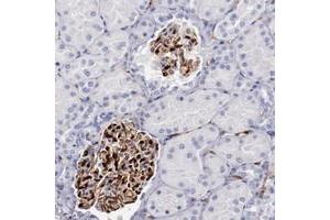Immunohistochemical staining of human kidney with PRX polyclonal antibody  shows strong cytoplasmic and nuclear positivity in cells in glomeruli at 1:200-1:500 dilution.