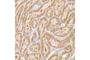 Immunohistochemistry of paraffin-embedded rat kidney using SARA Rabbit mAb (ABIN7271559) at dilution of 1:50 (40x lens).