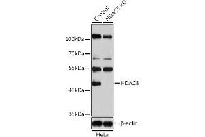 Western blot analysis of extracts from normal (control) and HD knockout (KO) HeLa cells, using HD antibody (ABIN6128014, ABIN6141689, ABIN6141690 and ABIN7101785) at 1:1000 dilution. (HDAC8 antibody  (AA 1-377))