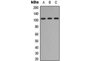 Western blot analysis of ITIH4 70k expression in HEK293T (A), Raw264. (ITIH4 70k (Center) antibody)
