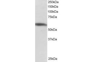 ABIN185079 staining (1µg/ml) of Jurkat lysate (RIPA buffer, 30µg total protein per lane).