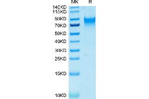 nectin-3 Protein (AA 58-400) (His-Avi Tag,Biotin)