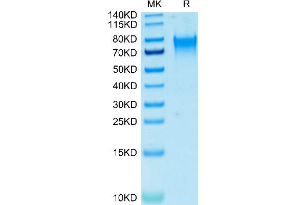 nectin-3 Protein (AA 58-400) (His-Avi Tag,Biotin)