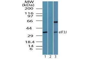 Image no. 1 for anti-Eukaryotic Translation Initiation Factor 3 Subunit J (EIF3S1) (AA 230-280) antibody (ABIN960155)