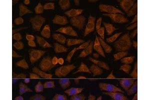 Immunofluorescence analysis of L929 cells using RABIF Polyclonal Antibody at dilution of 1:100 (40x lens). (RABIF antibody)