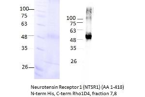 Image no. 1 for Neurotensin Receptor 1 (High Affinity) (NTSR1) (AA 1-418) protein (rho-1D4 tag,His tag) (ABIN3113377) (NTSR1 Protein (AA 1-418) (rho-1D4 tag,His tag))