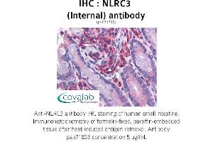 Image no. 1 for anti-NLR Family, CARD Domain Containing 3 (NLRC3) (Internal Region) antibody (ABIN1737382) (NLRC3 antibody  (Internal Region))