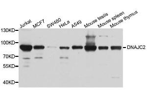 Western blot analysis of extracts of various cell lines, using DNAJC2 antibody.