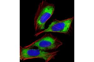Immunofluorescent analysis of 4 % paraformaldehyde-fixed, 0. (RPL14 antibody  (AA 117-147))