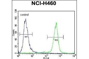 PURB Antibody (C-term)  flow cytometric analysis of NCI- cells (right histogram) compared to a negative control cell (left histogram).