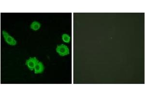 Immunofluorescence analysis of HuvEc cells, using BAI3 Antibody.