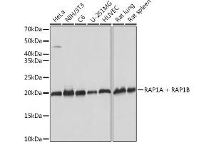 Western blot analysis of extracts of various cell lines, using RA + RB Rabbit mAb (ABIN7269853) at 1:1000 dilution. (RAP1A + RAP1B antibody)