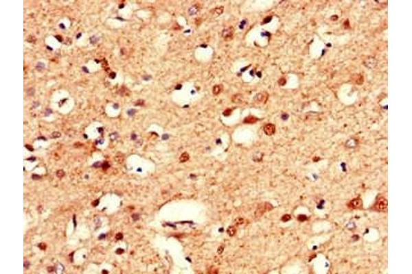 Calsyntenin 2 antibody  (AA 473-673)