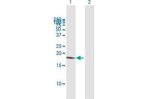Western Blot analysis of LAIR2 expression in transfected 293T cell line by LAIR2 MaxPab polyclonal antibody. (LAIR2 antibody  (AA 1-152))