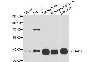 Western blot analysis of extracts of various cell lines, using GDAP1 antibody (ABIN5973967) at 1/1000 dilution. (GDAP1 antibody)