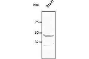Western Blotting (WB) image for anti-Neuropeptide Y Receptor Y1 (NPY1R) (C-Term) antibody (ABIN7272973) (NPY1R antibody  (C-Term))