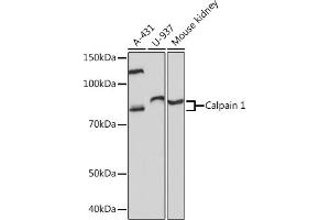 Western blot analysis of extracts of various cell lines, using Calpain 1 Rabbit mAb (ABIN7266033) at 1:1000 dilution.