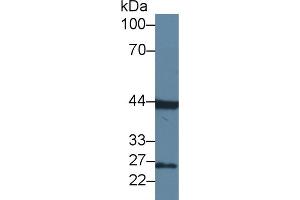 Western Blotting (WB) image for anti-Fibroblast Growth Factor 15 (FGF15) (AA 25-218) antibody (ABIN7444049)