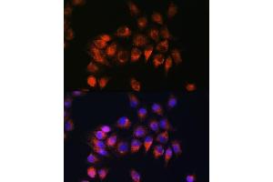 Immunofluorescence analysis of HeLa cells using BDKRB2 Rabbit pAb (ABIN3016822, ABIN3016823, ABIN3016824 and ABIN6219849) at dilution of 1:100. (BDKRB2 antibody  (AA 302-391))