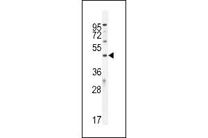 ICEF1 antibody  (C-Term)