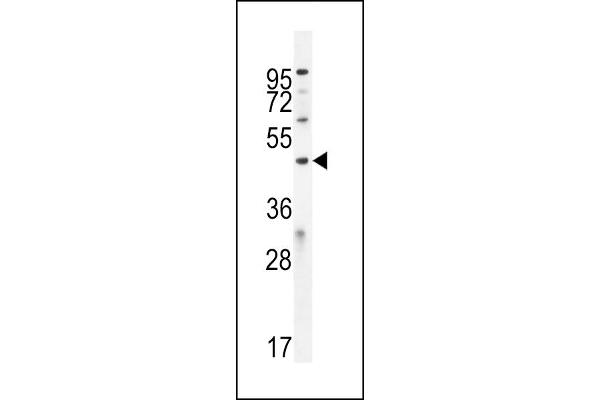 ICEF1 anticorps  (C-Term)