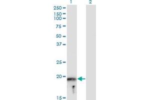 MYLPF antibody  (AA 1-169)